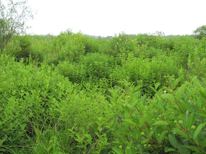 Buttonbush wetland